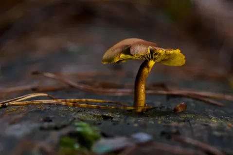 Macro 6 thumbnail — Macro